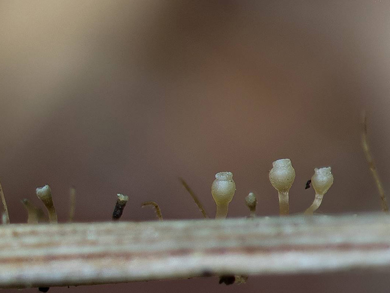 Cyathicula starbaeckii